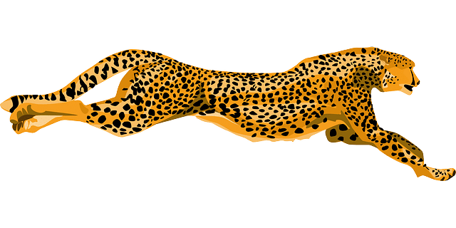 cheetah