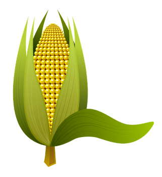 corn