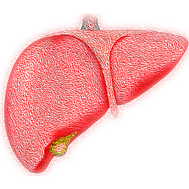 liver