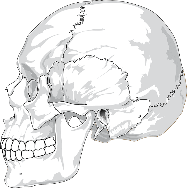 skull