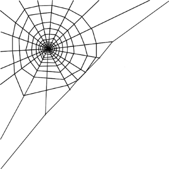 spider-web