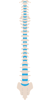 spine