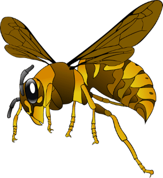 wasp